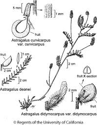 Attēlu rezultāti vaicājumam “Astragalus danicus fruit”