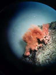 Attēlu rezultāti vaicājumam “Arcyria denudata spores”