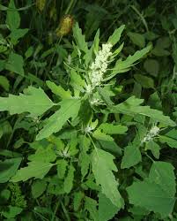 Attēlu rezultāti vaicājumam “Chenopodium acerifolium”