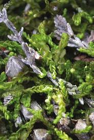 Attēlu rezultāti vaicājumam “Odontoschisma denudatum”