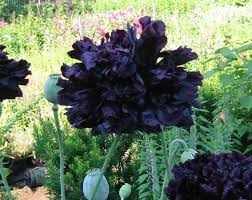Image result for Papaver somniferum Black