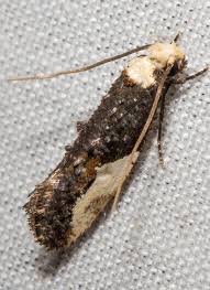 Attēlu rezultāti vaicājumam “Monopis monachella”