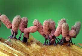 Attēlu rezultāti vaicājumam “Arcyria denudata macro”