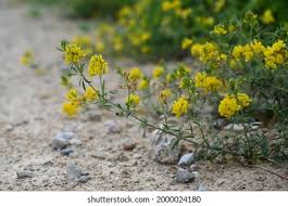 Attēlu rezultāti vaicājumam “Medicago sativa subsp. falcata”