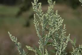 Attēlu rezultāti vaicājumam “Chenopodium polyspermum var. acutifolium flower”