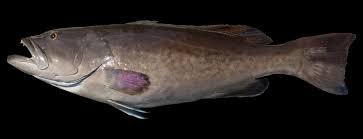 Image result for Mycteroperca microlepis