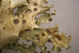 Attēlu rezultāti vaicājumam “Tuckermannopsis chlorophylla”