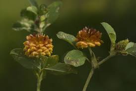 Attēlu rezultāti vaicājumam “Trifolium aureum”