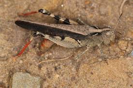 Attēlu rezultāti vaicājumam “Acrididae”