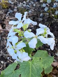 Image result for Lunaria annua
