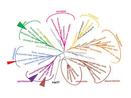 Attēlu rezultāti vaicājumam “Lamproderma pseudomaculatum spores”