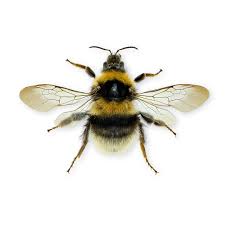 Attēlu rezultāti vaicājumam “Physarum ovisporum sessile”