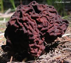 Attēlu rezultāti vaicājumam “Gyromitra gigas”