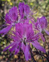 Attēlu rezultāti vaicājumam “Rhododendron canadense”