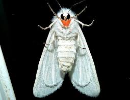 Attēlu rezultāti vaicājumam “Spilosoma lutea imago”