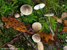 Attēlu rezultāti vaicājumam “Mycena abramsii”