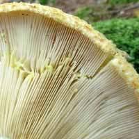 Attēlu rezultāti vaicājumam “Lactarius repraesentaneus”