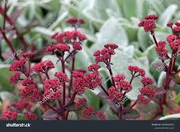 Attēlu rezultāti vaicājumam “Hylotelephium telephium bud”