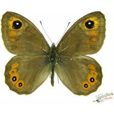 Attēlu rezultāti vaicājumam “Lasiommata maera underside”