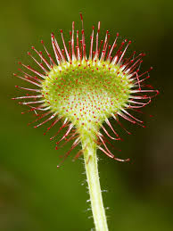 Attēlu rezultāti vaicājumam “Drosera anglica flower”