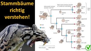 Image result for Evolution Stammbaum