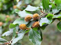 Attēlu rezultāti vaicājumam “Fagus sylvatica fruit”