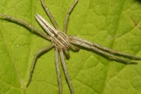 Attēlu rezultāti vaicājumam “Tibellus oblongus”