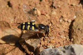 Attēlu rezultāti vaicājumam “Eupeodes nielseni”