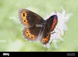 Attēlu rezultāti vaicājumam “Erebia ligea underside”