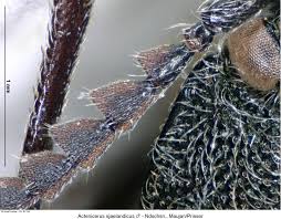 Attēlu rezultāti vaicājumam “Actenicerus sjaelandicus”