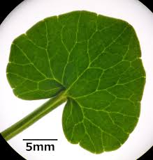 Attēlu rezultāti vaicājumam “Ficaria verna leaf”