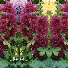 Image result for Stockrose