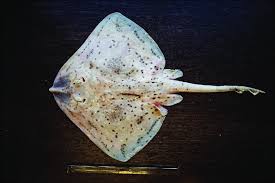 Image result for Raja brachyura