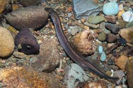 Attēlu rezultāti vaicājumam “Lampetra planeri”