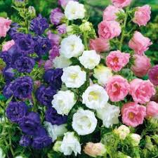 Image result for Marienglockenblumen