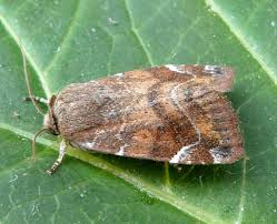 Attēlu rezultāti vaicājumam “Cosmia pyralina”