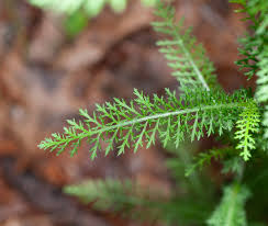 Attēlu rezultāti vaicājumam “Achillea millefolium bud”