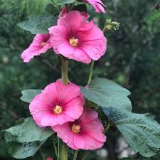 Attēlu rezultāti vaicājumam “Alcea rosea flower”