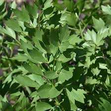 Attēlu rezultāti vaicājumam “Levisticum officinale leaf”