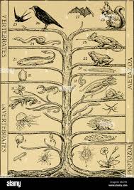 Image result for Evolution Stammbaum