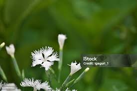 Attēlu rezultāti vaicājumam “Dianthus arenarius bud”