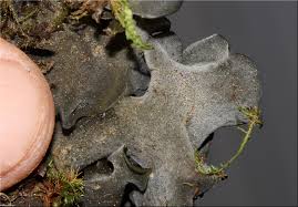 Attēlu rezultāti vaicājumam “Leptogium saturninum”