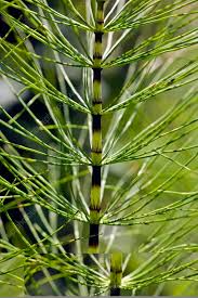 Attēlu rezultāti vaicājumam “Equisetum telmateia”