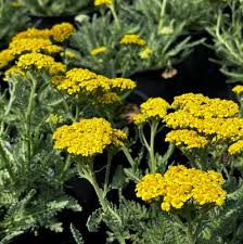 Attēlu rezultāti vaicājumam “Achillea salicifolia flower”