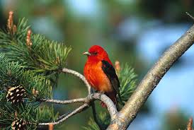 Image result for Piranga olivacea