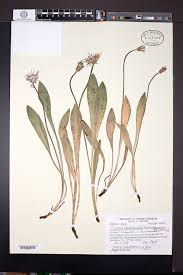 Image result for Agoseris major