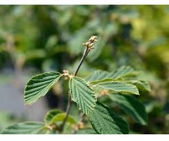 Attēlu rezultāti vaicājumam “Hamamelis virginiana leaf”