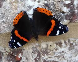 Attēlu rezultāti vaicājumam “Vanessa atalanta upperside”