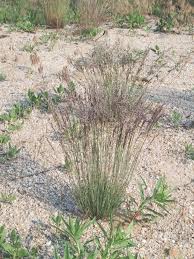 Attēlu rezultāti vaicājumam “Corynephorus canescens”