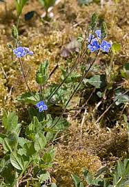 Image result for Veronica chamaedrys